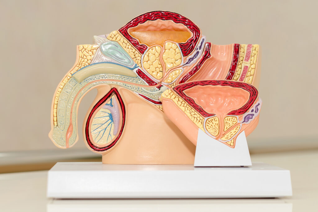 Restauration de la fertilité masculine après un traitement contre le cancer